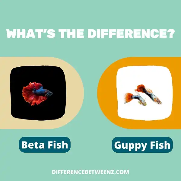 Difference between Beta Fish and Guppy