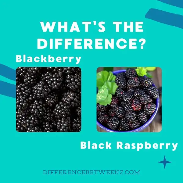 Difference between Blackberry and Black Raspberry