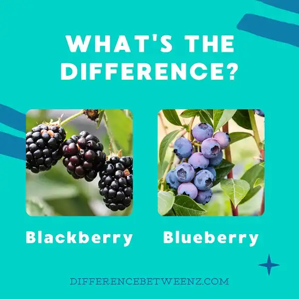Difference between Blackberry and Blueberry