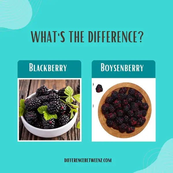 Difference between Blackberry and Boysenberry