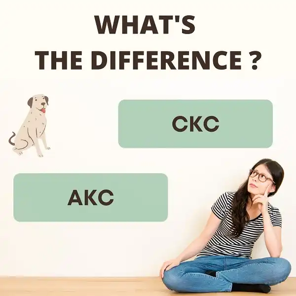 Difference between CKC and AKC