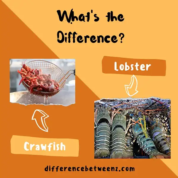 Difference between Crawfish and Lobster