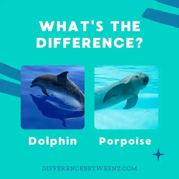 Difference between Dolphin and Porpoise