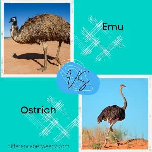 Difference between Emu and Ostrich