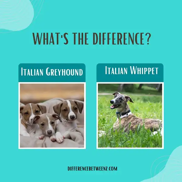 Difference between Italian Greyhound and Whippet