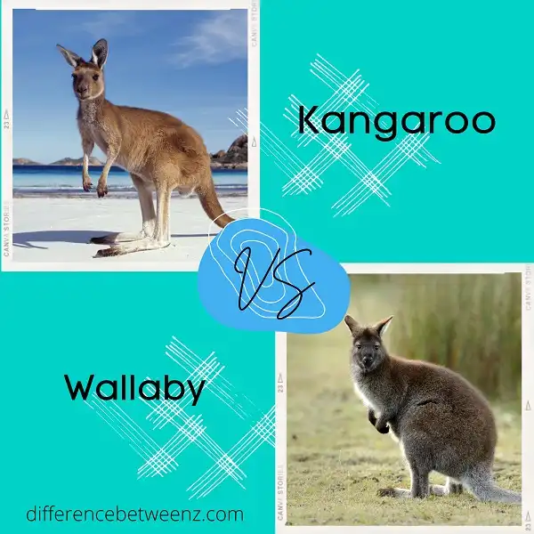 Difference between Kangaroo and Wallaby