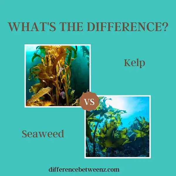 Difference between Kelp and Seaweed