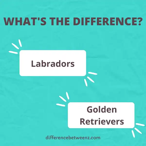 Difference between Labradors and Golden Retrievers