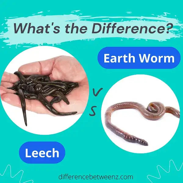 Difference between Leech and Earth Worm