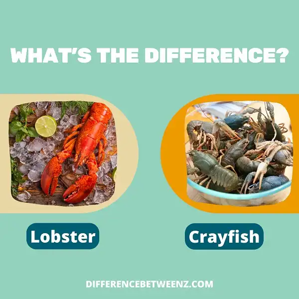 Difference between Lobster and Crayfish