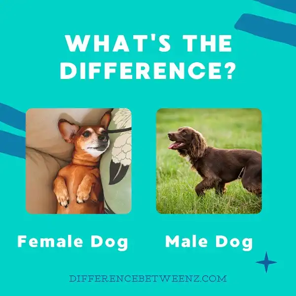 Difference between Male and Female Dogs