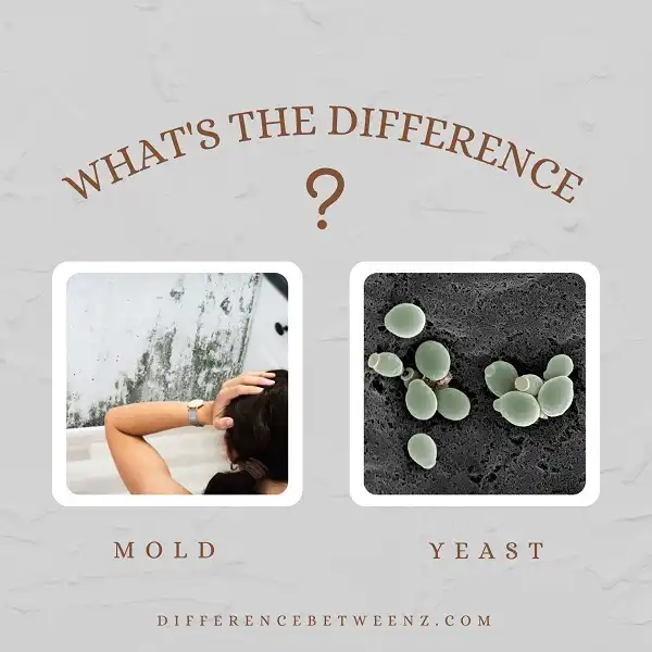 Difference between Molds and Yeast