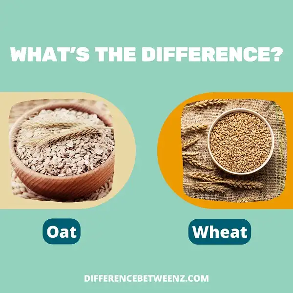 Difference between Oat and Wheat