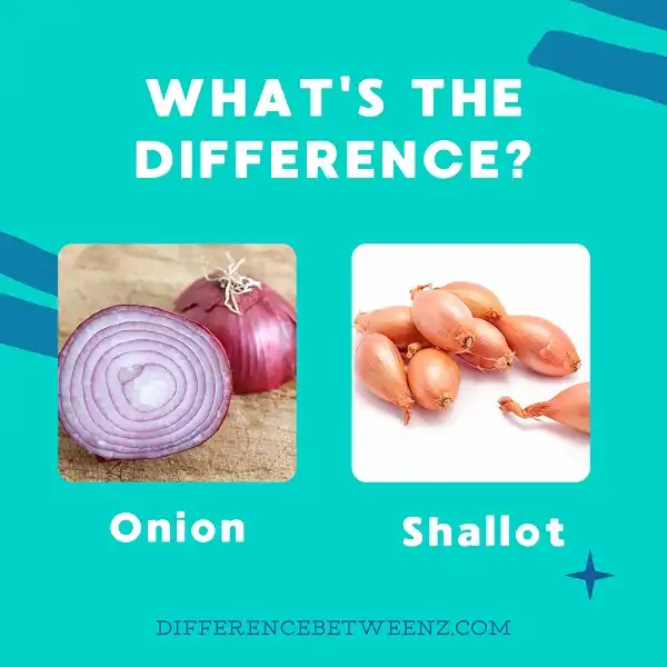 Difference between Onion and Shallot