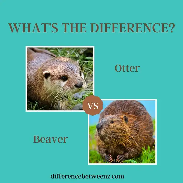 Difference between Otters and Beavers