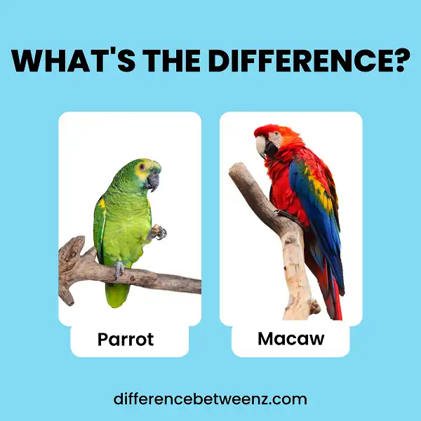 Difference between Parrot and Macaw