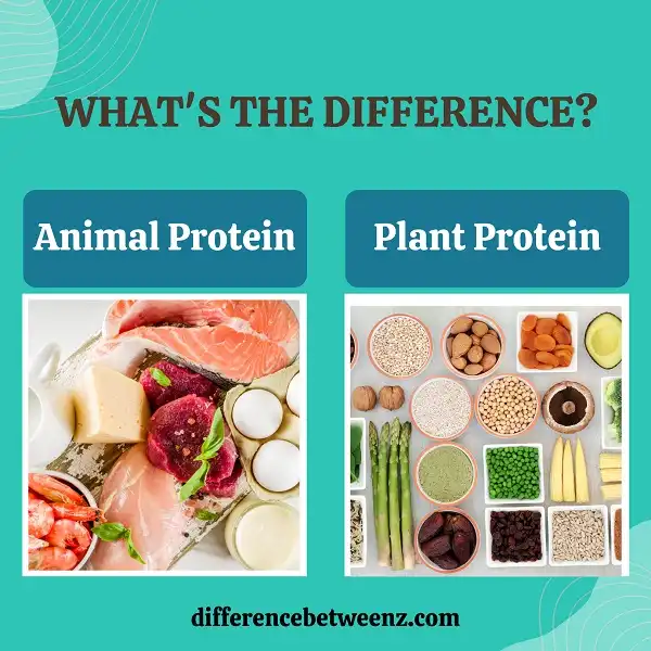 Difference between Plant Protein and Animal Protein