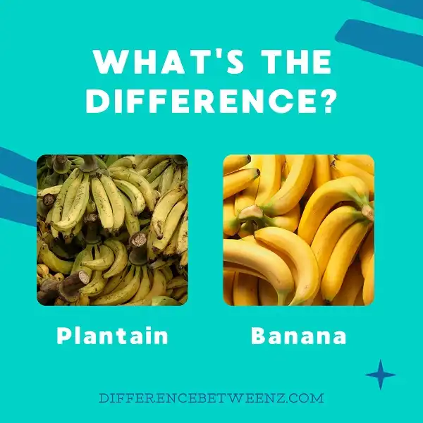 Difference between Plantain and Banana