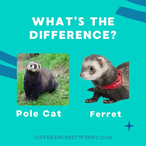 Difference between Pole Cat and Ferret
