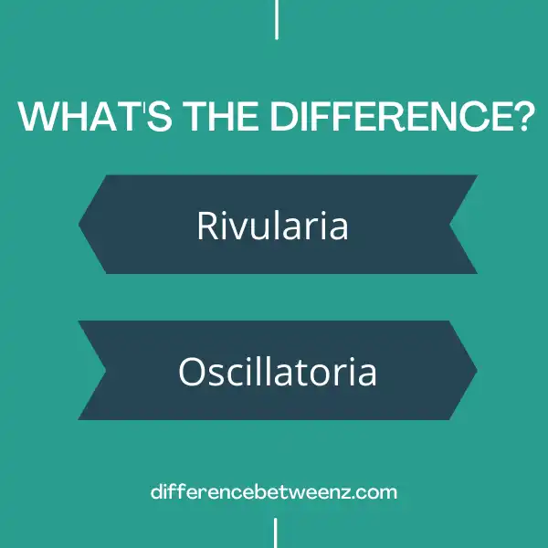 Difference between Rivularia and Oscillatoria