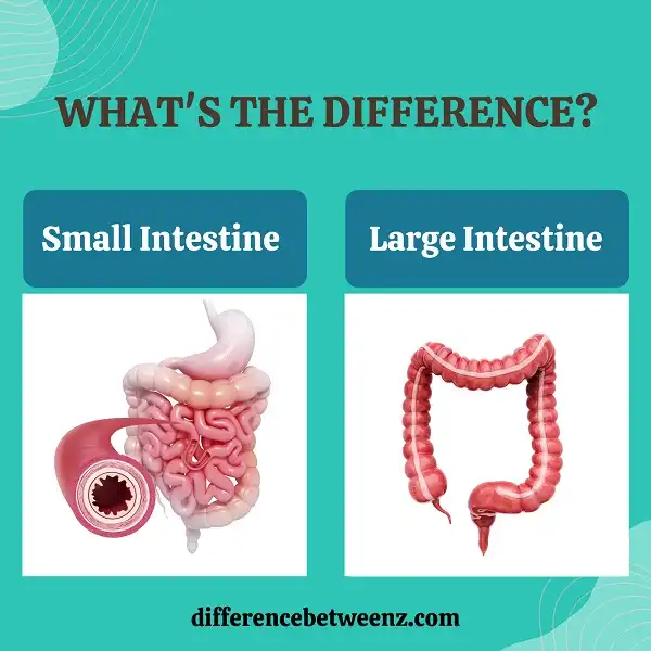 Difference between Small Intestine and Large Intestine