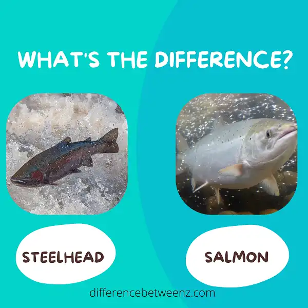 Difference between Steelhead and Salmon