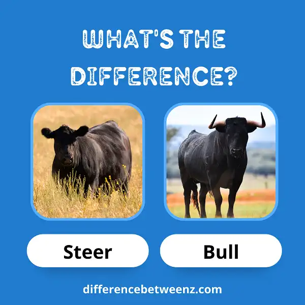 Difference between Steer and Bull