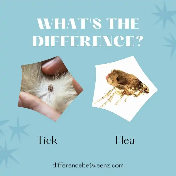 Difference between Ticks and Fleas