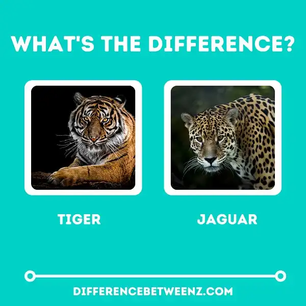 Difference between Tiger and Jaguar