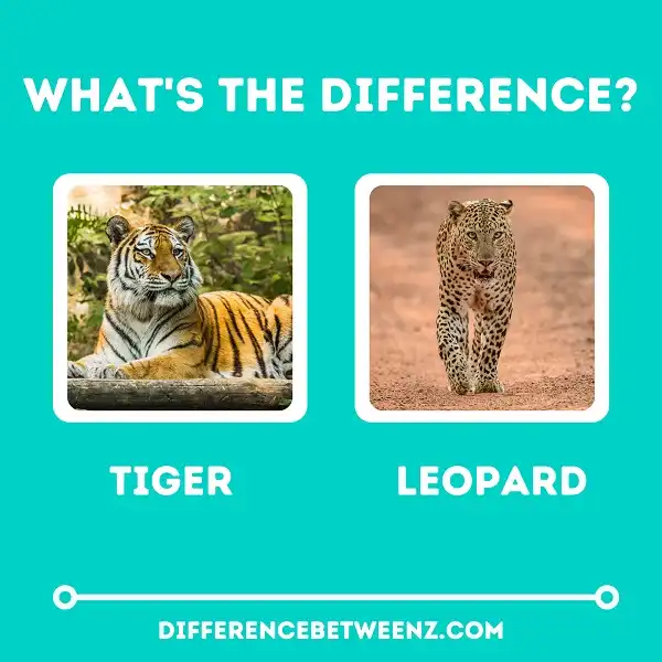 Difference between Tiger and Leopard