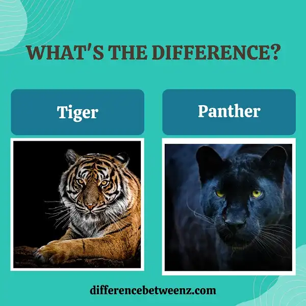 Difference between Tiger and Panther