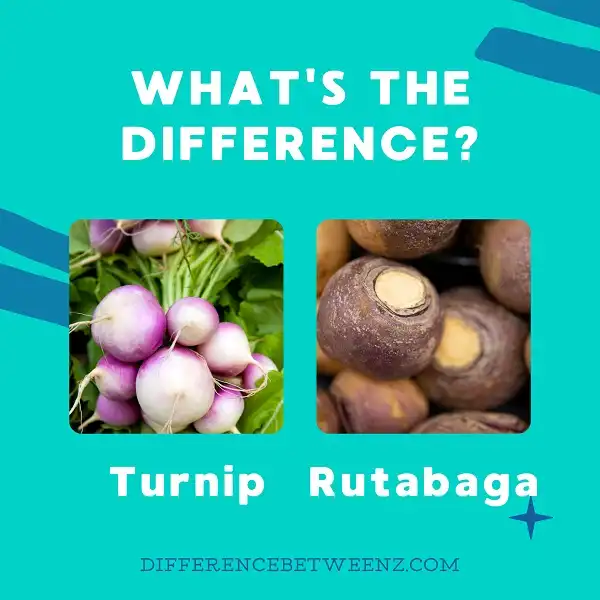 Difference between Turnip and Rutabaga