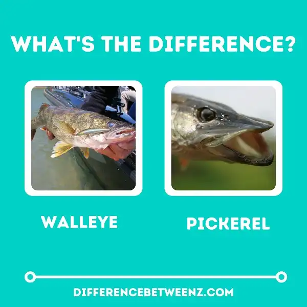 Difference between Walleye and Pickerel