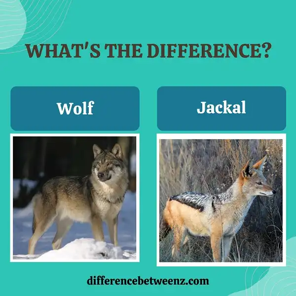 Difference between Wolf and Jackal
