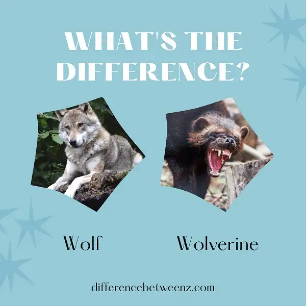 Difference between Wolf and Wolverine