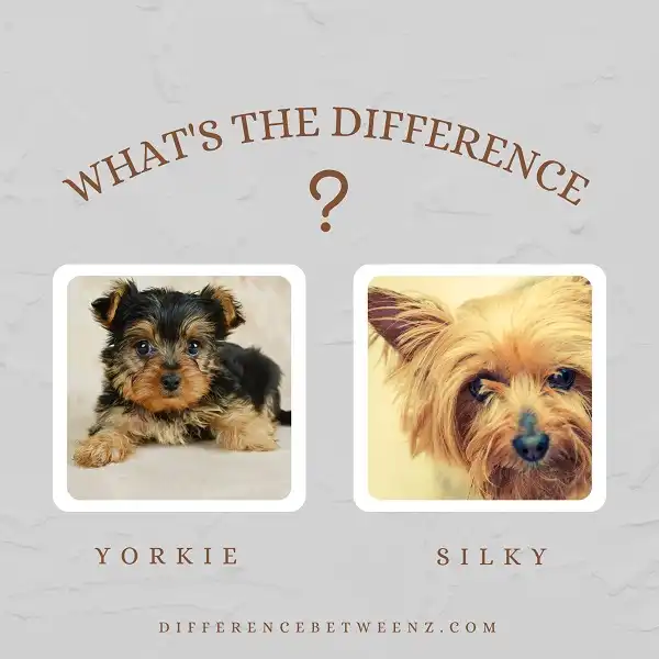 Difference between Yorkie and Silky