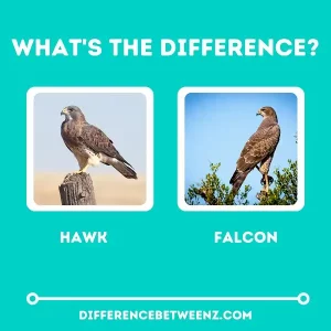Difference between a Hawk and a Falcon