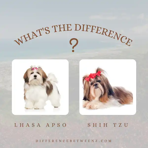 Differences between Lhasa Apso and Shih Tzu