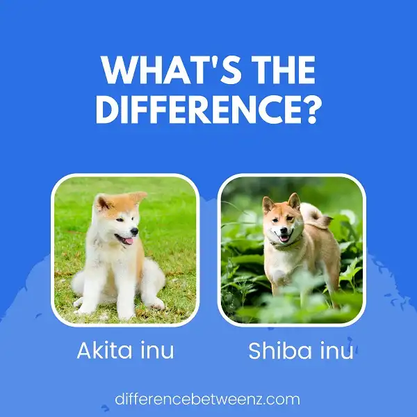 Difference Between Akita inu and Shiba inu