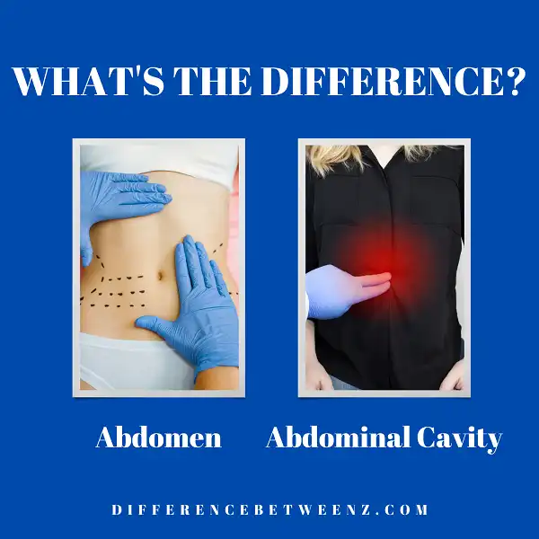 Difference between Abdomen and Abdominal Cavity