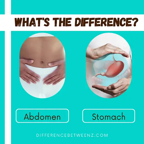 Difference between Abdomen and Stomach