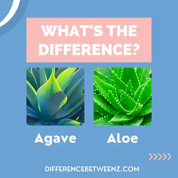 Difference between Agave and Aloe