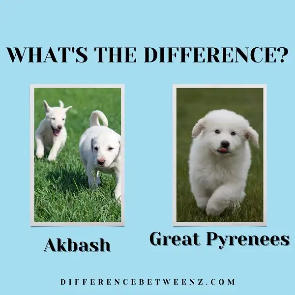 Difference between Akbash and Great Pyrenees