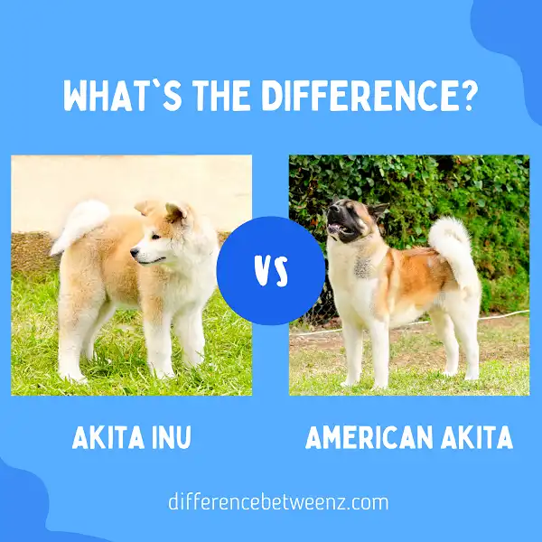 Difference between Akita Inu and American Akita