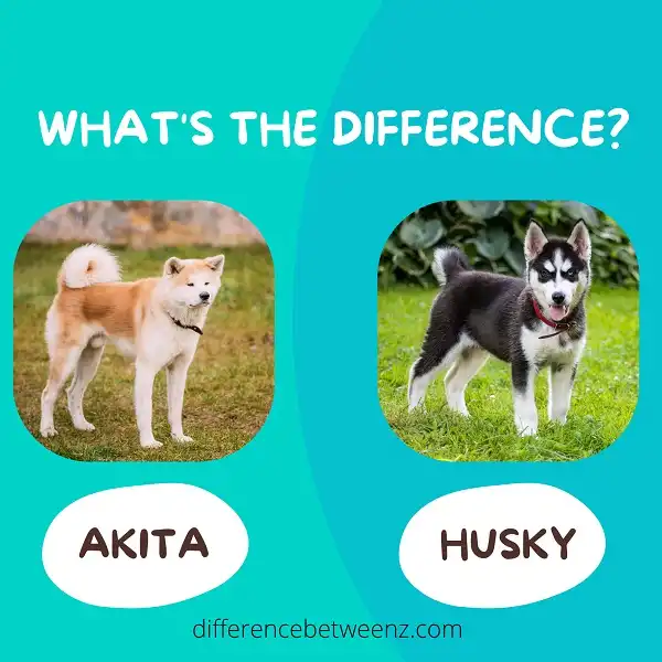 Difference between Akita and Husky