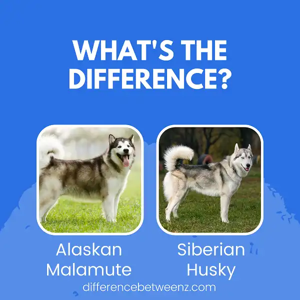 Difference between Alaskan Malamute and Siberian Husky