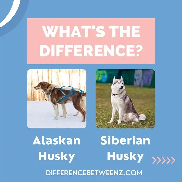 Difference between Alaskan and Siberian Husky