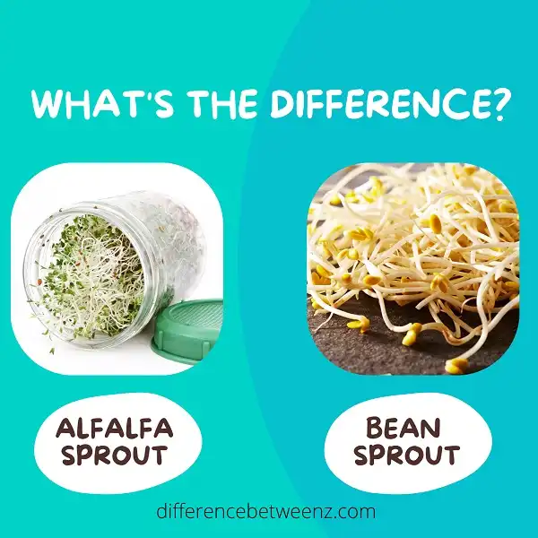 Difference between Alfalfa and Bean Sprouts