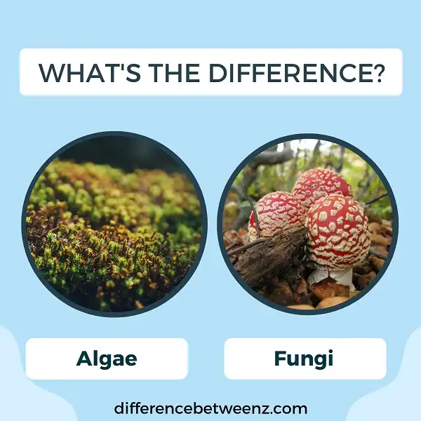 Difference between Algae and Fungi