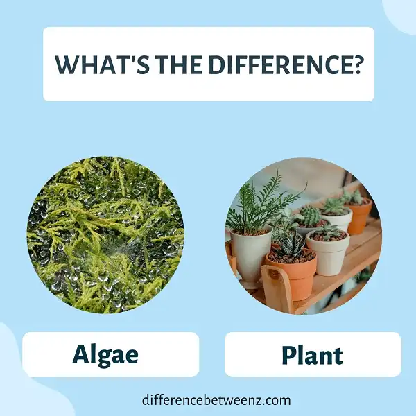 Difference between Algae and Plants